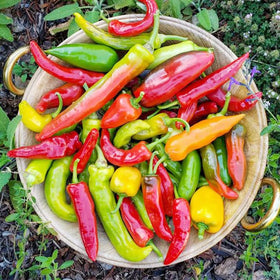Generic hot-sweet-pepper-seed-collection labels close-up.