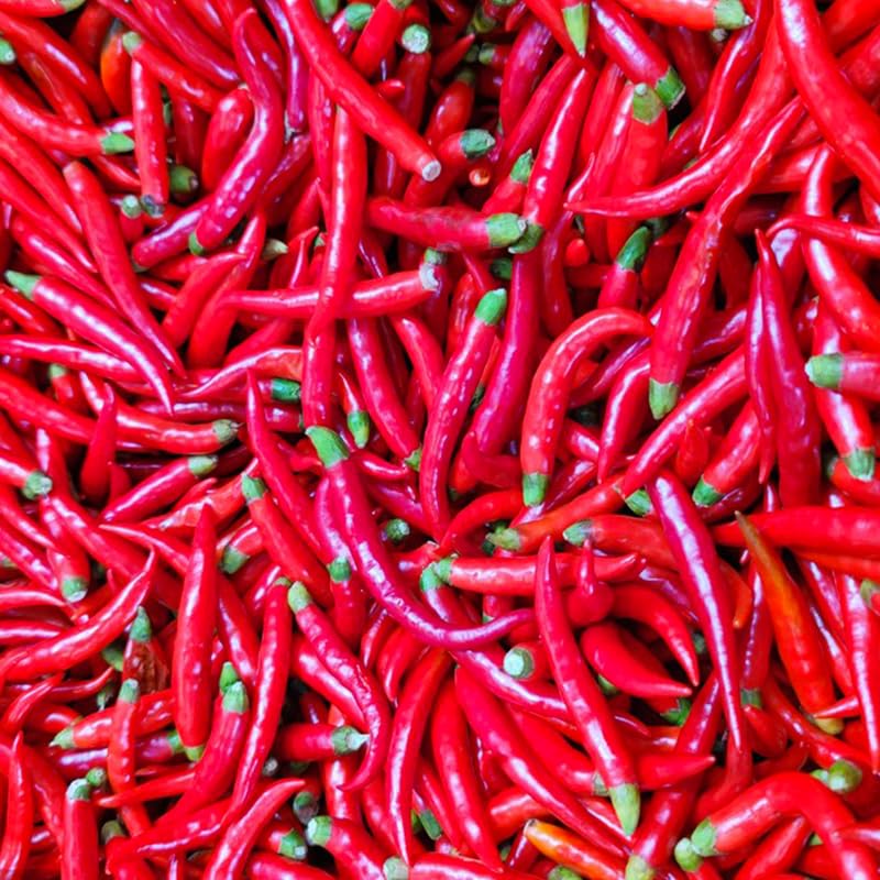 Generic hot-sweet-pepper-seed-collection seeds close-up for detail.