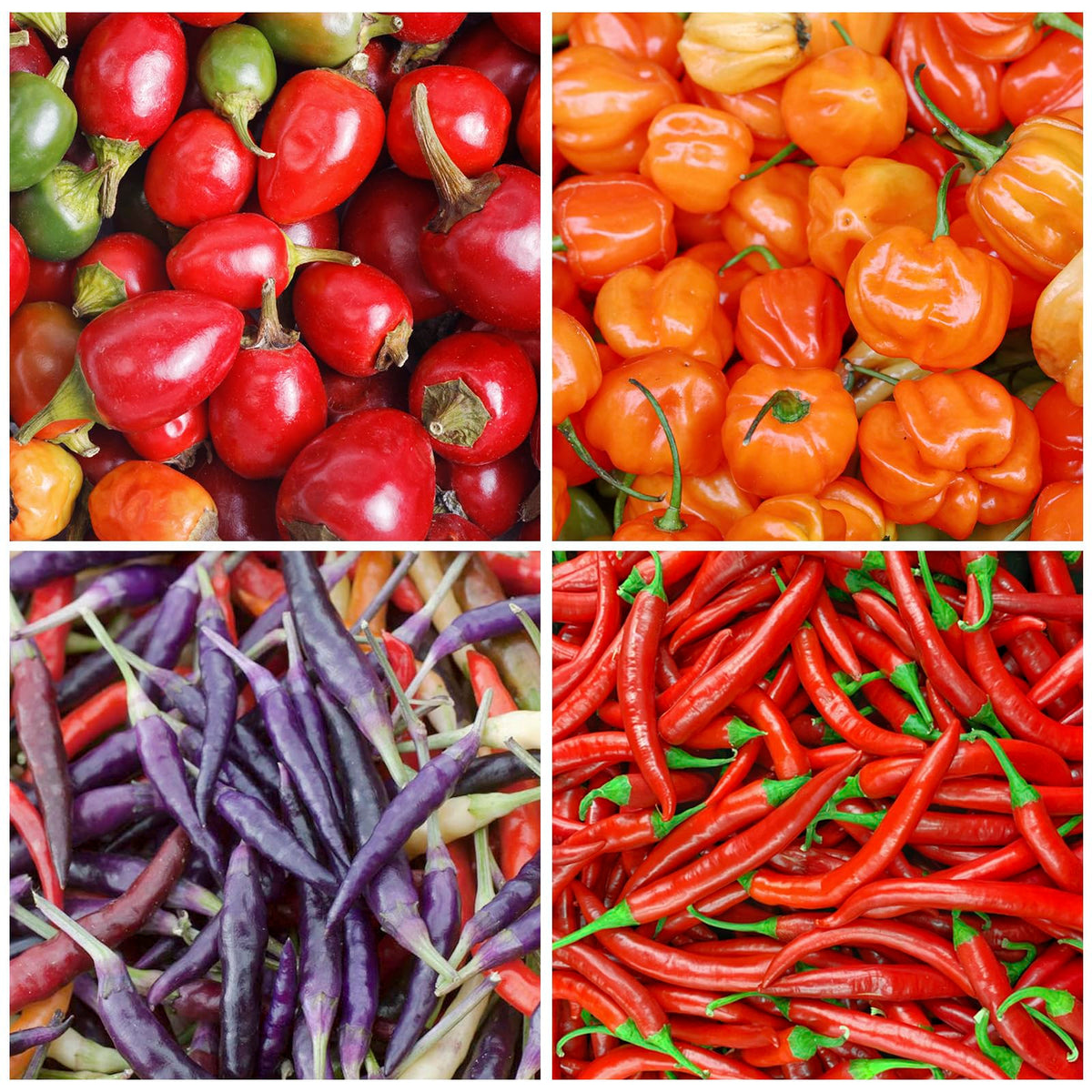 Generic hot-sweet-pepper-seed-collection varieties display showing eight peppers.