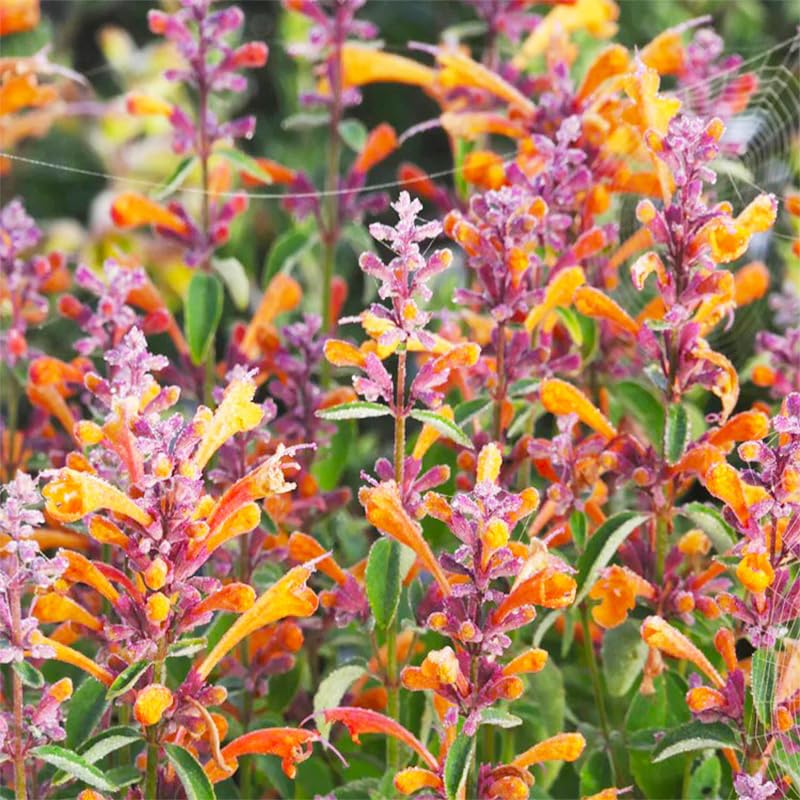 Generic hummingbird mint seeds close-up on seed packet highlighting easy germination.