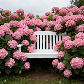 Generic Hydrangea seeds cold stratification step for robust seedlings