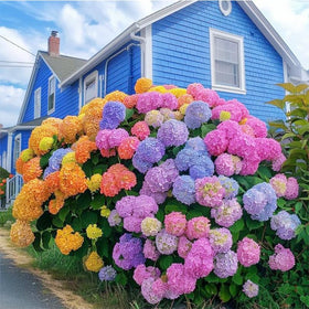 Generic hydrangea seeds suitable for cut flowers and dried arrangements.