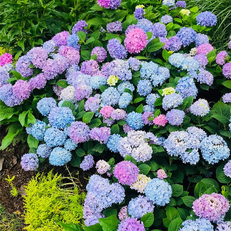 Generic hydrangea seeds, heirloom non-GMO, ideal for vibrant outdoor flowers.