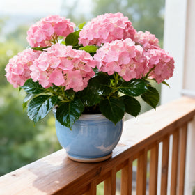 Generic Hydrangea seeds suitable for home gardens and containers