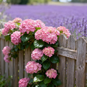 Generic Hydrangea seeds large pink blooms enhance landscape color