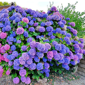 Generic hydrangea seeds, mixed colors, ready to brighten garden borders.