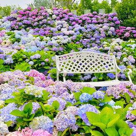 Generic hydrangea seeds for outdoor gardens and borders, adding color and texture.