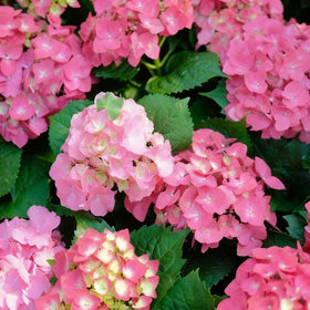 Generic Hydrangea seeds partial-shade cultivation for shade gardens