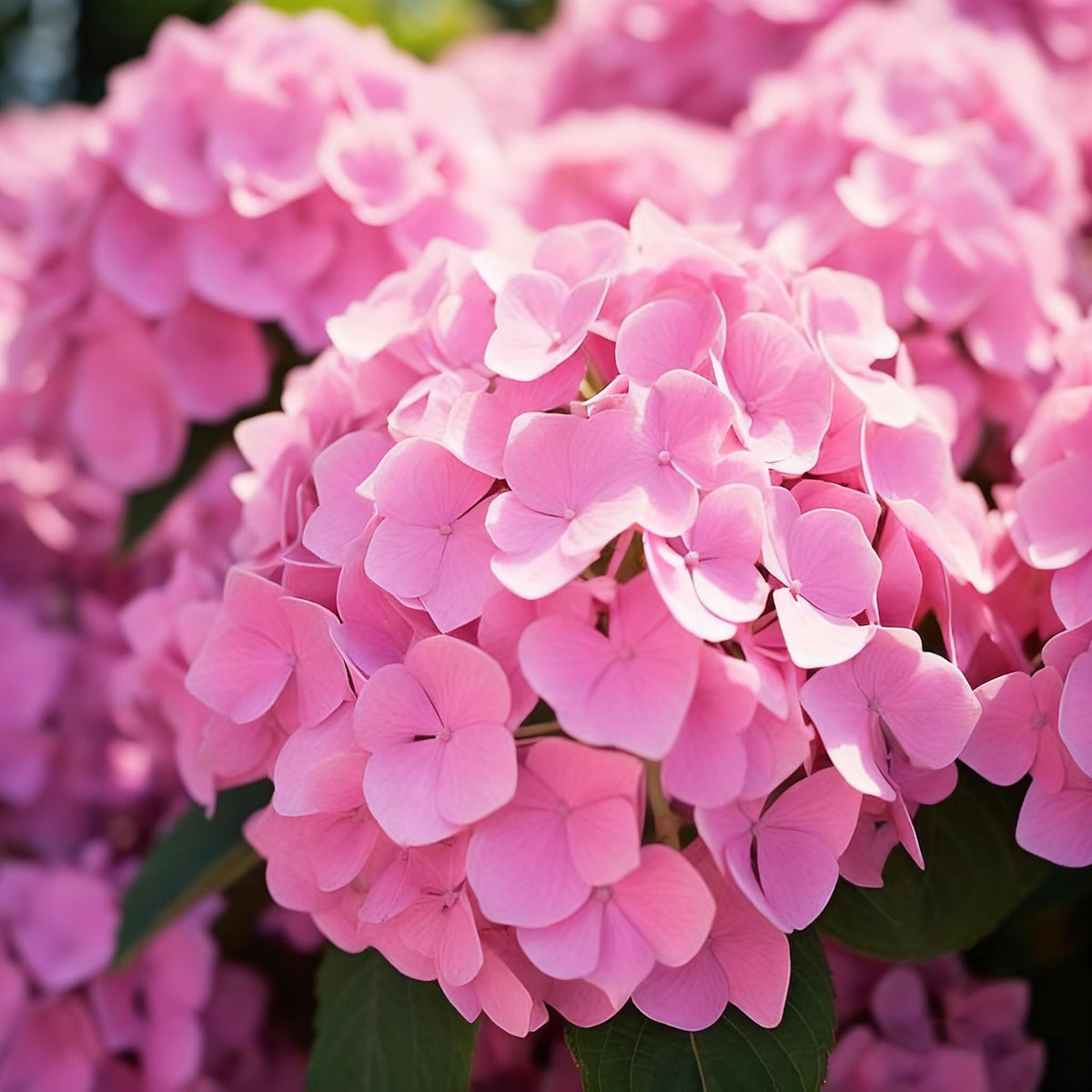 Generic Hydrangea seeds pink flower clusters in the garden