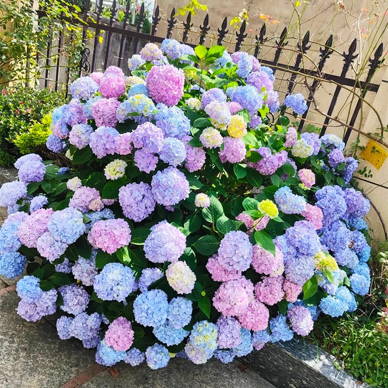 Generic hydrangea seeds for spring or autumn sowing in well-drained soil.