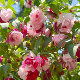 Generic impatiens balsamina compact mounding habit ideal for borders and containers
