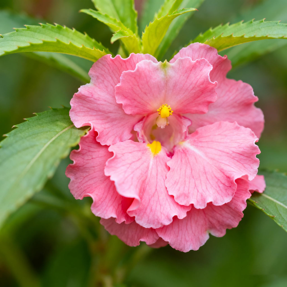 Generic impatiens balsamina container and border use for colorful accents