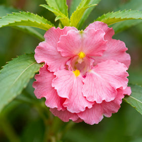 Generic impatiens balsamina container and border use for colorful accents