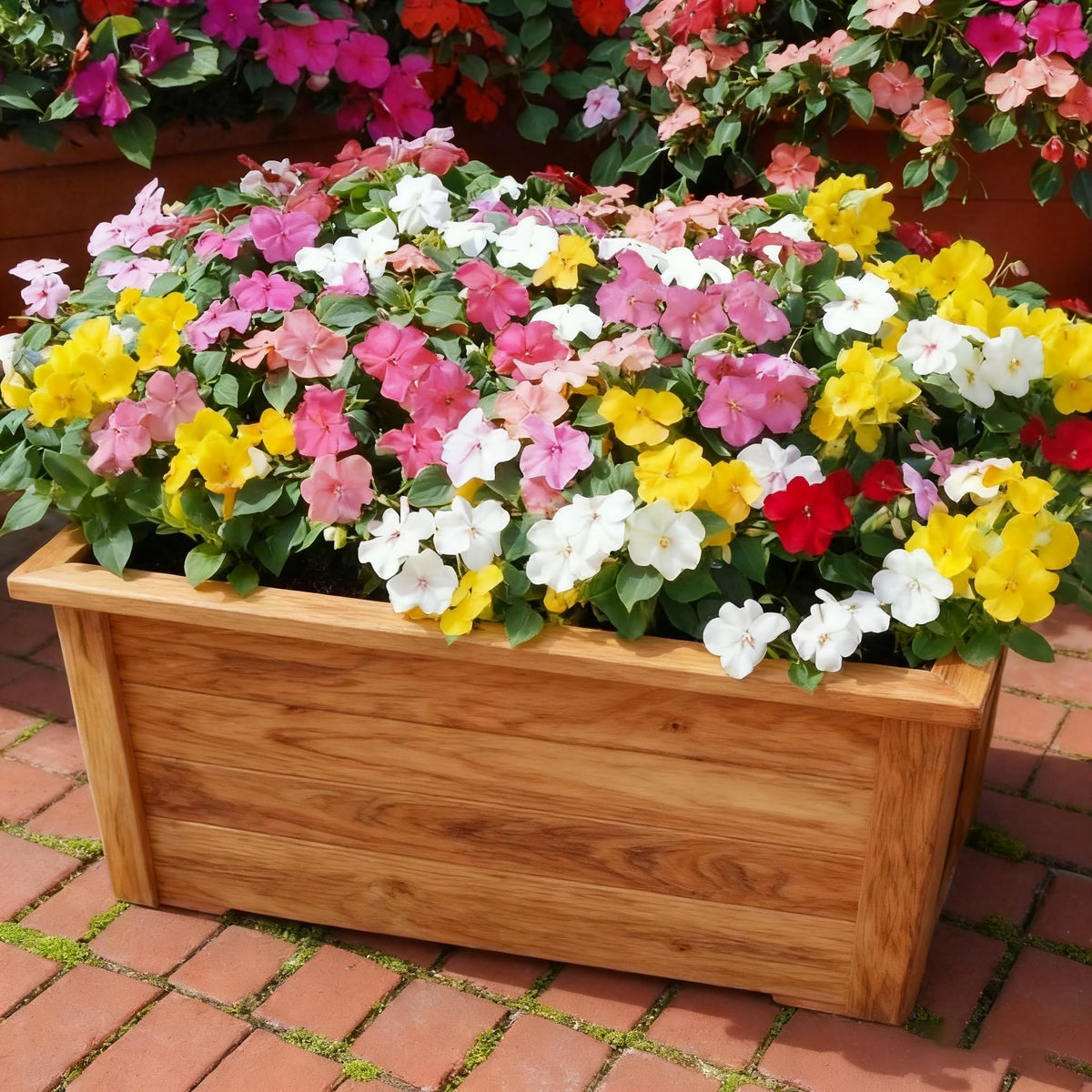 Generic impatiens balsamina continuous flowering from spring to frost for nonstop color