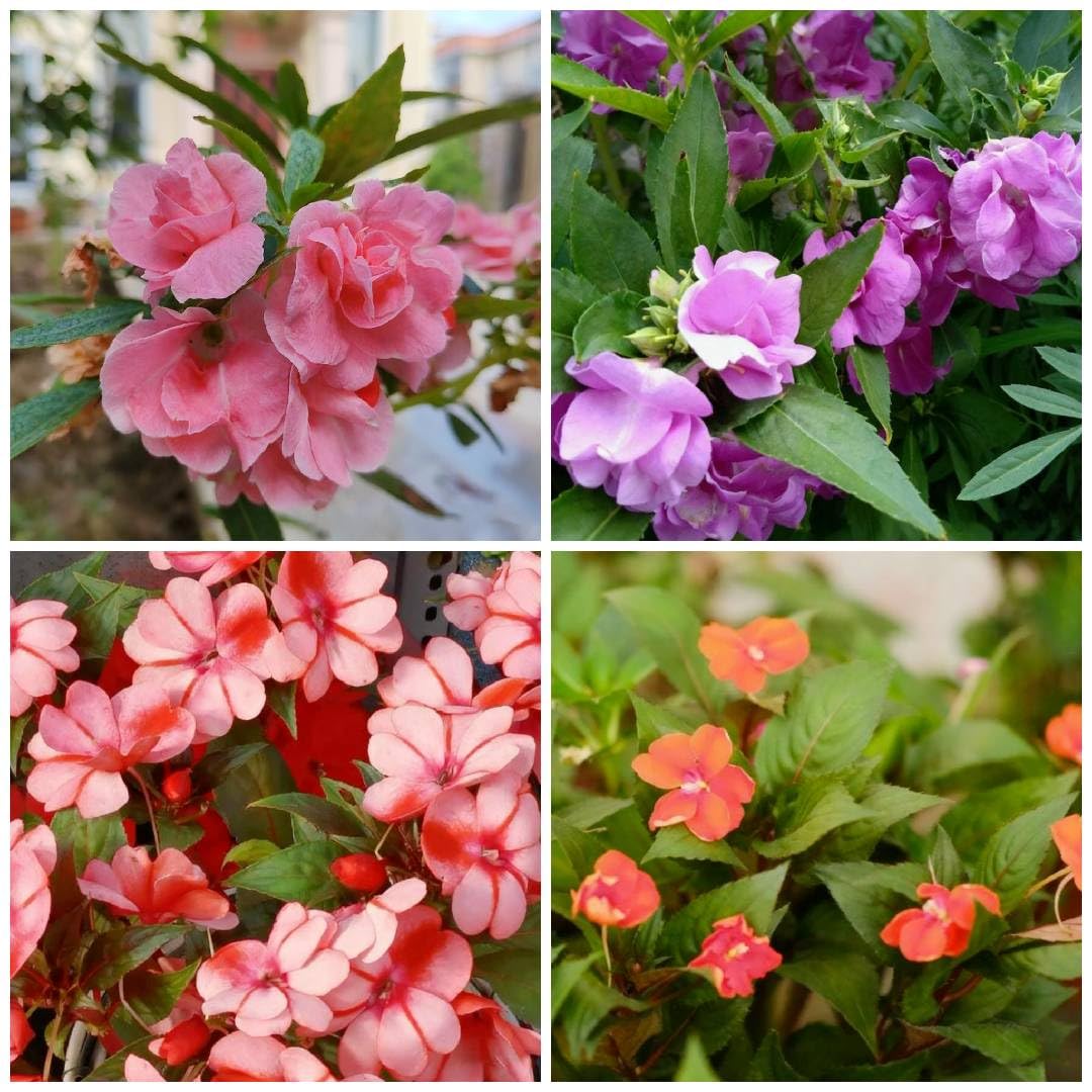 Generic impatiens balsamina moisture loving easy care for shady spots with regular watering