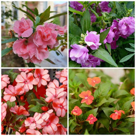 Generic impatiens balsamina moisture loving easy care for shady spots with regular watering