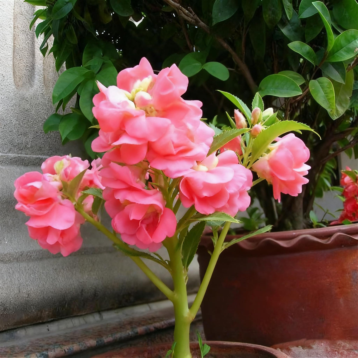 Generic impatiens balsamina ornamental garden display and mass plantings