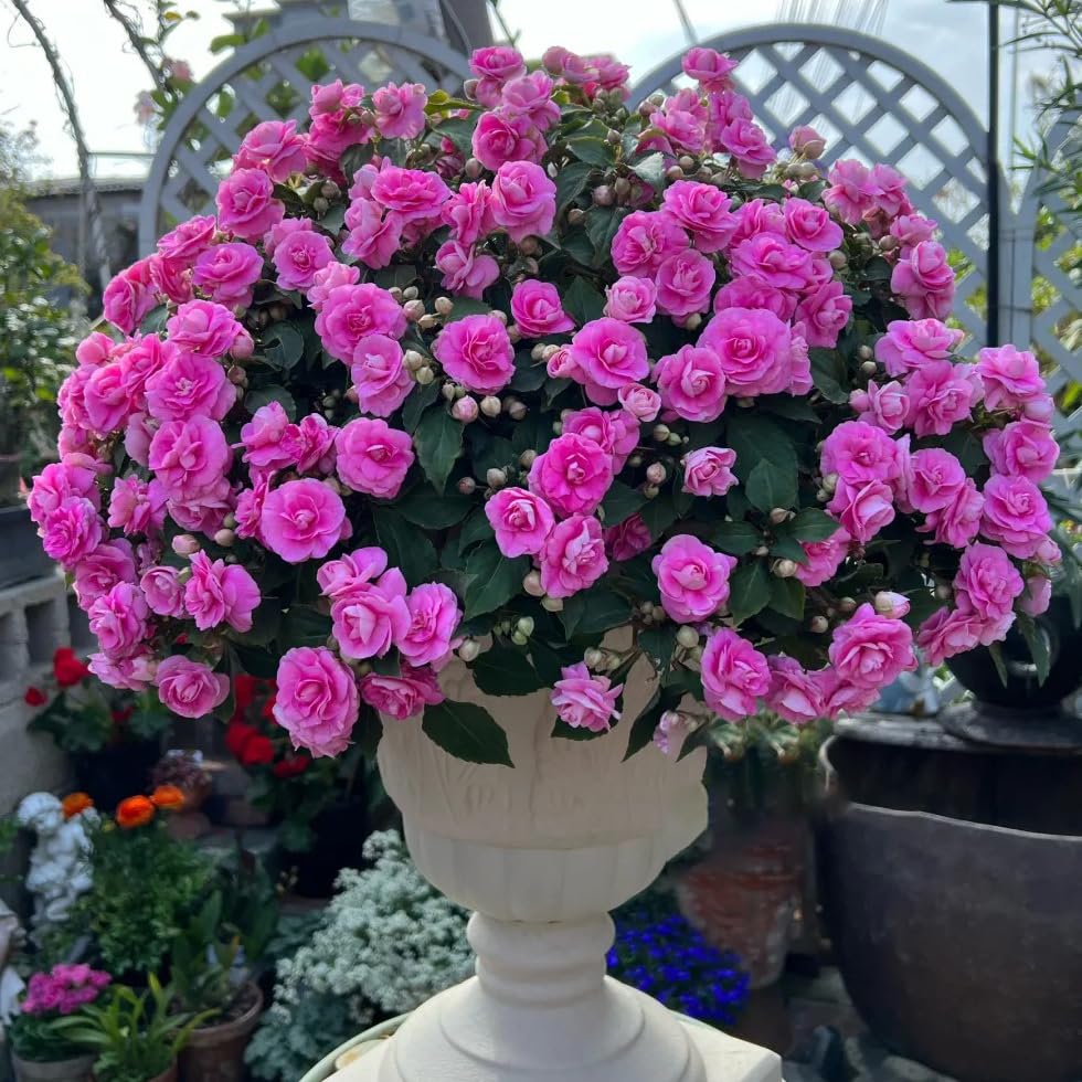 Generic impatiens balsamina sun loving blooms brighten north facing gardens