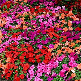 Generic Impatiens Seeds – border display with colorful blooms for garden edges
