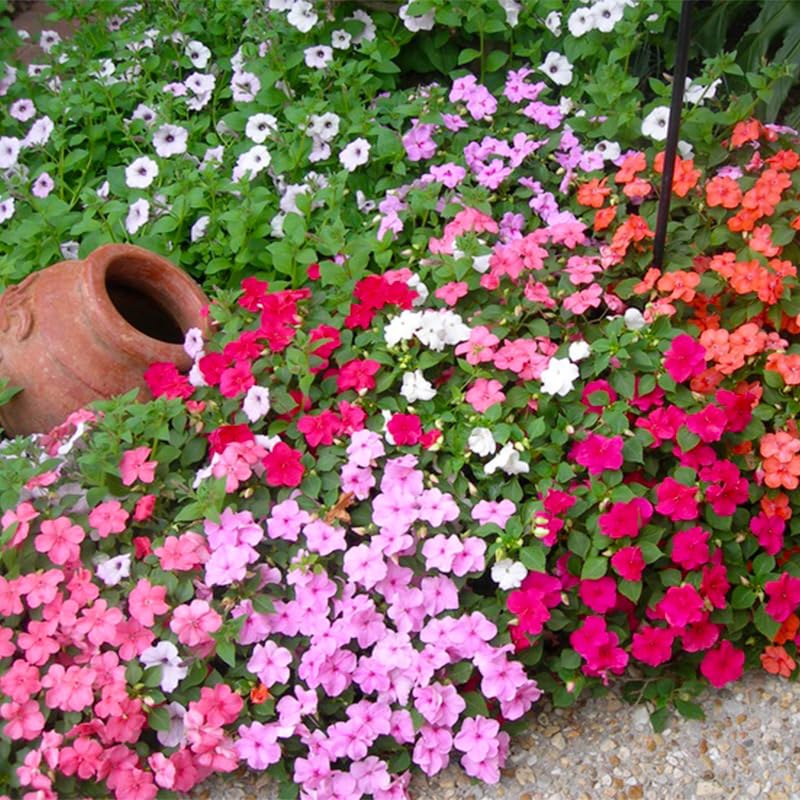 Generic Impatiens Seeds – container display with lively color and long flowering
