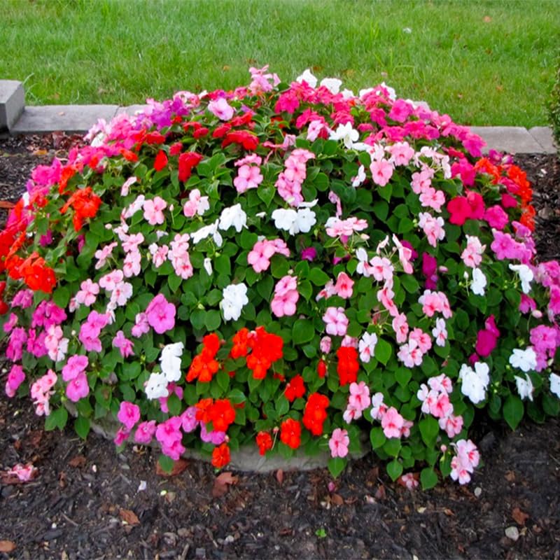 Generic Impatiens Seeds – hanging basket color for shaded patios and balconies