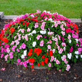 Generic Impatiens Seeds – hanging basket color for shaded patios and balconies