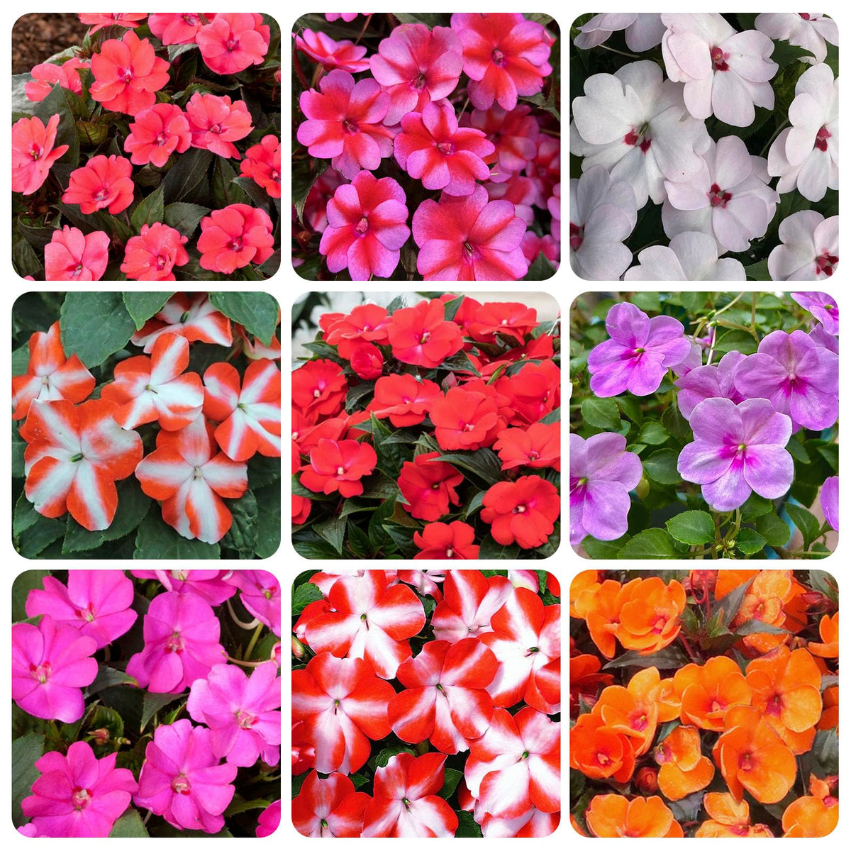 Generic Impatiens Seeds – mixed colors for vibrant border displays