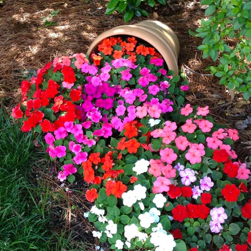 Generic Impatiens Seeds – window box planting for cheerful shade accents