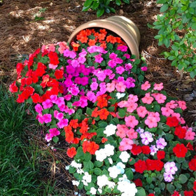 Generic Impatiens Seeds – window box planting for cheerful shade accents