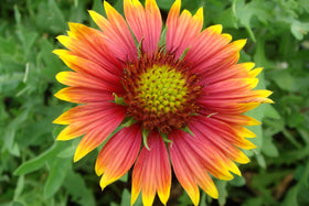 Generic Indian Blanket bloom garden view shows robust color that attracts pollinators.
