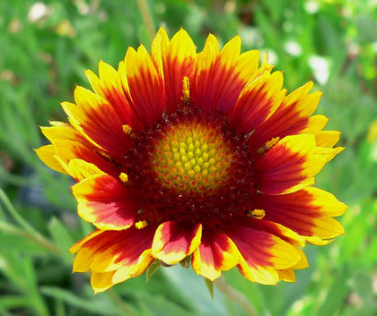 Generic Indian Blanket Flower seeds bloom closeup showing vibrant sunburst petals for pollinator gardens.