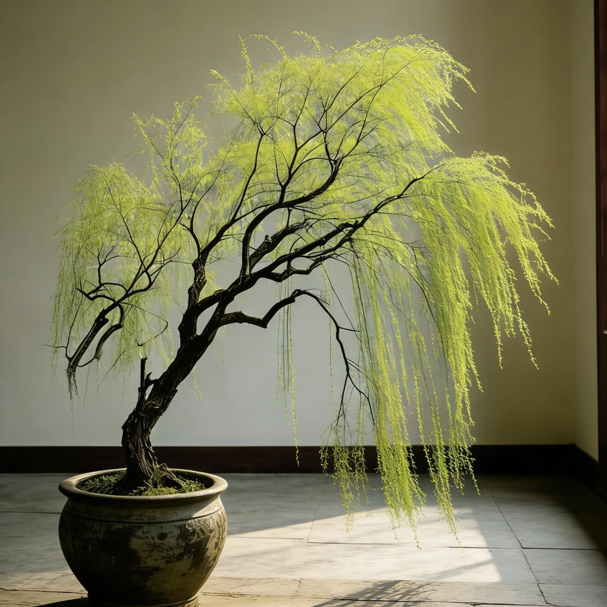 Indoor/outdoor bonsai setup with decorative pot and lush willow foliage