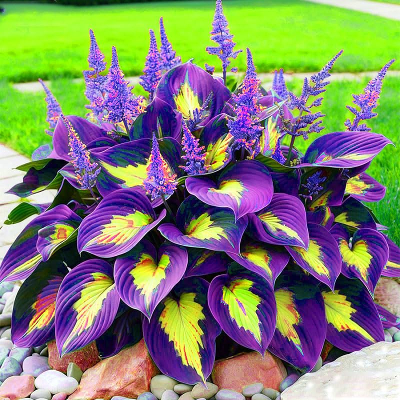 Generic indoors seed starting for hosta seedlings