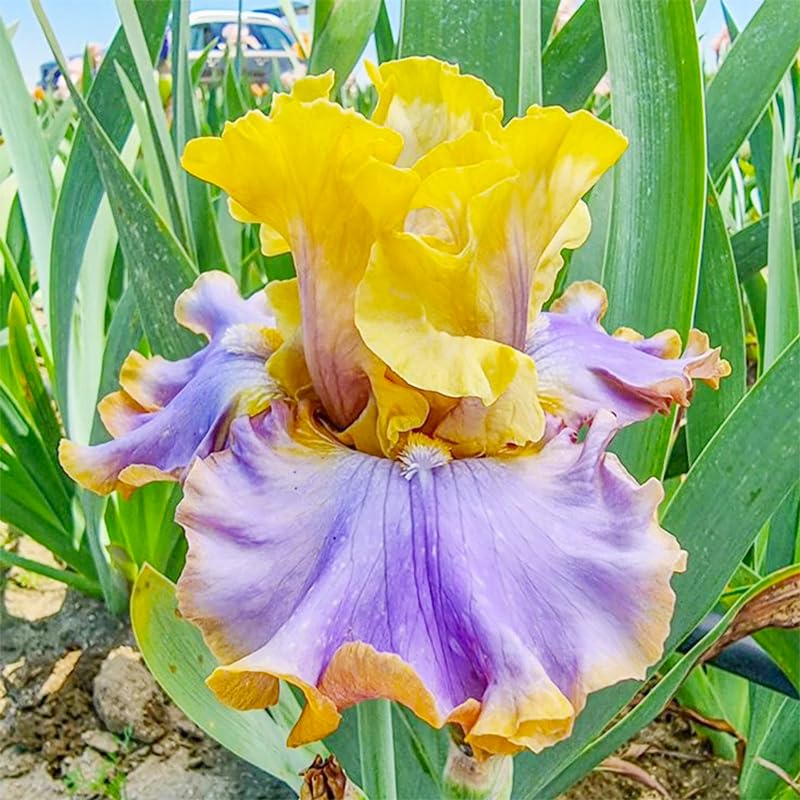 Generic iris seeds color variety showcase for dynamic garden colour