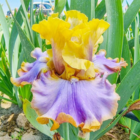 Generic iris seeds color variety showcase for dynamic garden colour