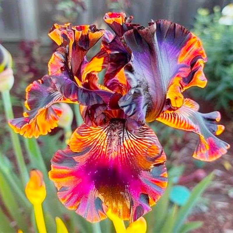 Generic iris seeds full sun care image highlights sun-loving blooms