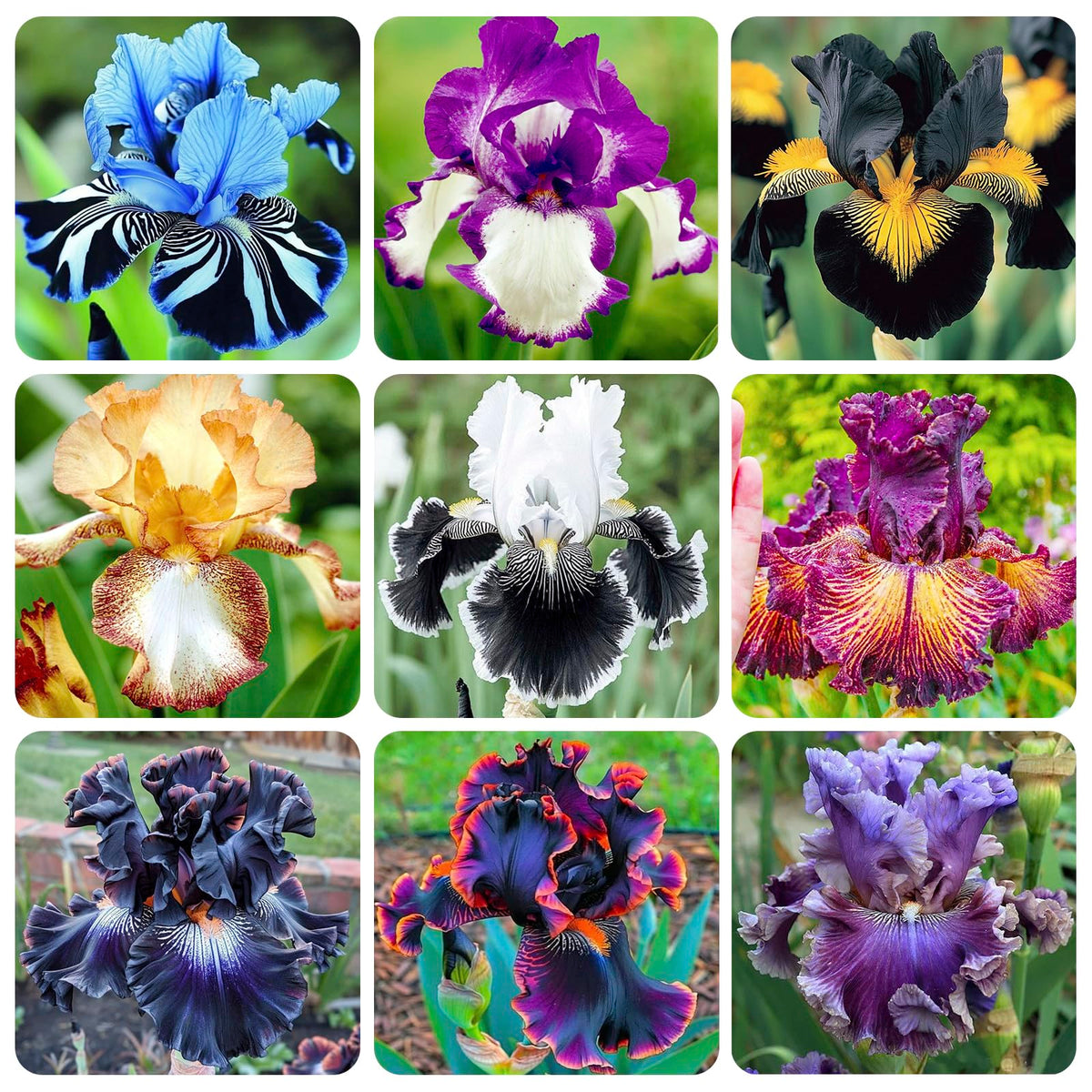 Generic iris seeds with mixed colors create vibrant garden focal points