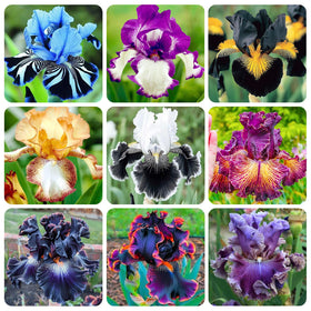 Generic iris seeds with mixed colors create vibrant garden focal points