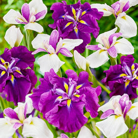 Generic iris seeds, non-GMO heirloom variety, ideal for cottage gardens.
