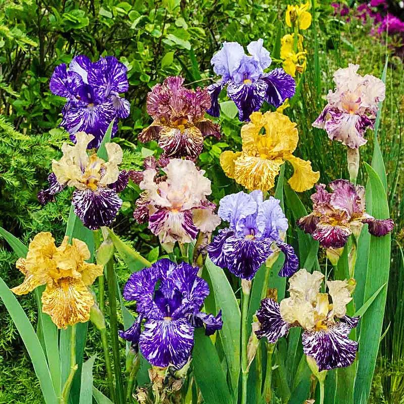Generic iris seeds suited for outdoor displays and sun-loving landscapes.