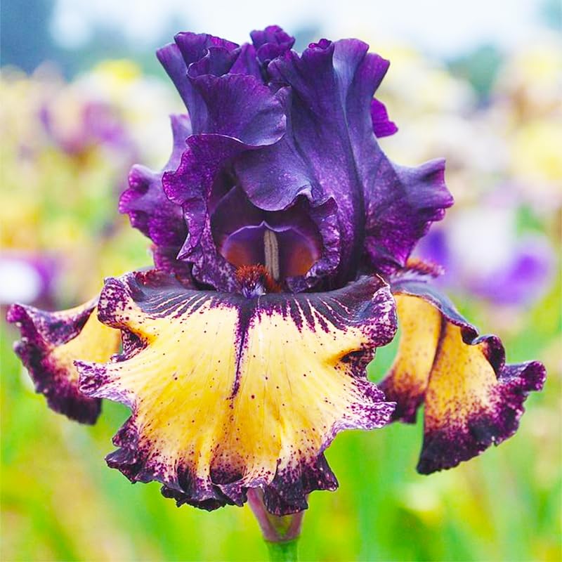 Generic iris seeds pollinator-friendly border design with bees and butterflies
