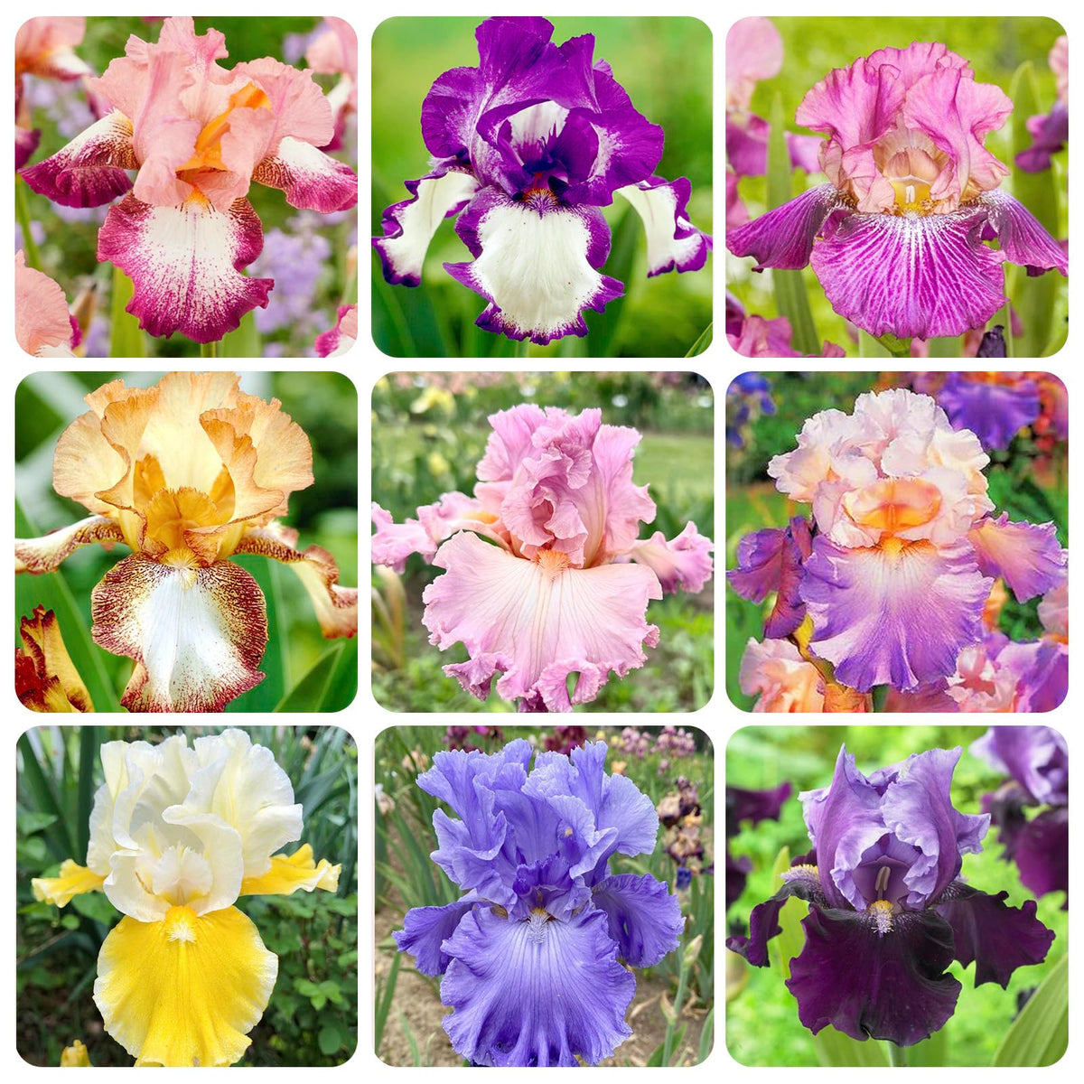 Generic iris seeds rare heirloom variety for colorful borders