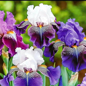 Generic iris seeds sowing guide visual for spring planting success