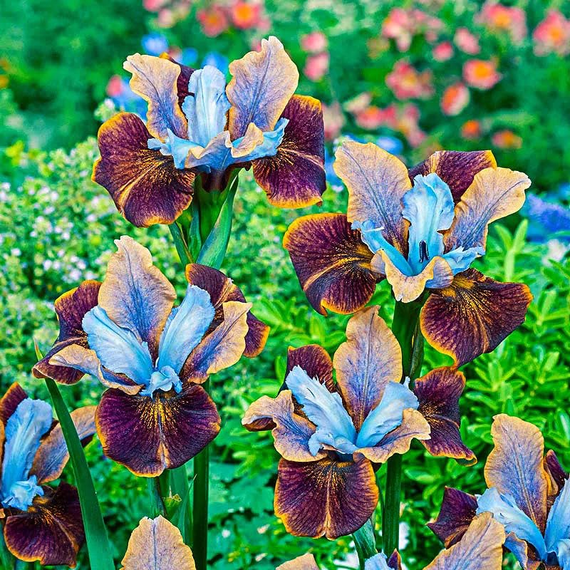 Generic iris seeds thrive in sun to partial shade for long-lasting garden interest.