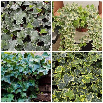 Generic ivy seeds 99-plus mix pack for vibrant vertical greenery