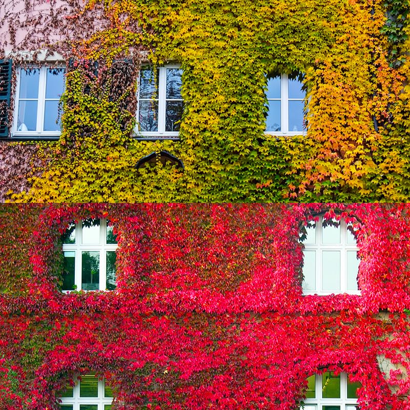Generic ivy wall screen creates natural privacy and shade
