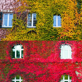 Generic ivy wall screen creates natural privacy and shade