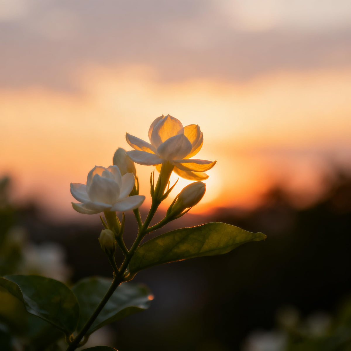Generic Jasmine blooms in garden demonstrating long lasting seasonal beauty.