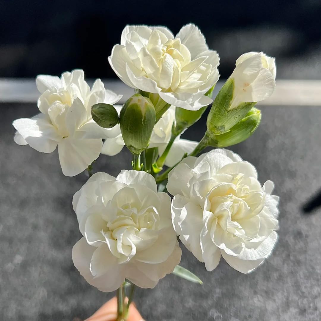 Generic jasmine plants in a home garden balcony setup for fragrance.
