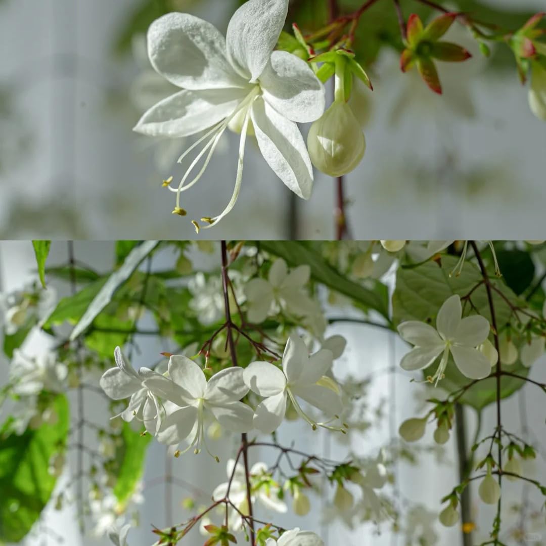 Generic Jasmine in container on balcony ideal for small space fragrance.